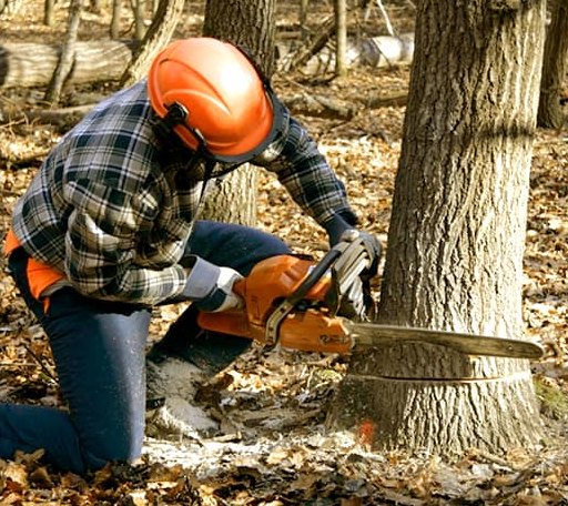 Tree Removal in Hamilton, TX